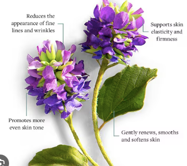 Bakuchiol: The Natural Retinol Alternative – Origins, Benefits & Science Explained