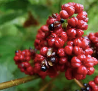 The Incredible Benefits of Wu Zu in Skincare: Nature’s Secret to Glowing Skin