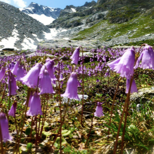 Complex 7 Swiss Alpine Plant: The Ultimate Botanical Skincare Powerhouse