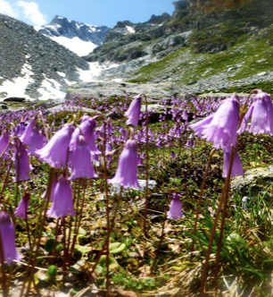 Complex 7 Swiss Alpine Plant: The Ultimate Botanical Skincare Powerhouse