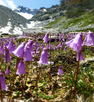 Complex 7 Swiss Alpine Plant: The Ultimate Botanical Skincare Powerhouse